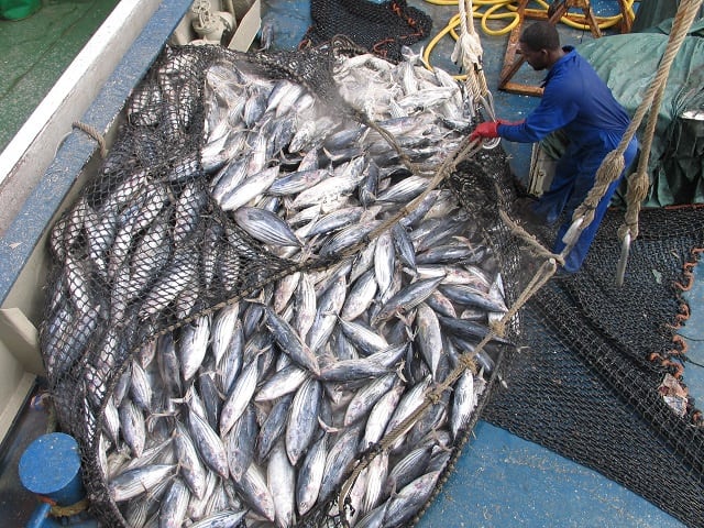 Red flag: Predatory European ships help push Indian Ocean tuna to the brink