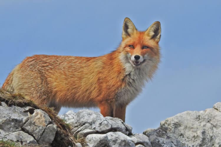 Red foxes (Vulpes vulpes) are highly destructive to plants and native species in the country. Image by xulescu_g via Flickr (CC BY-SA 2.0).