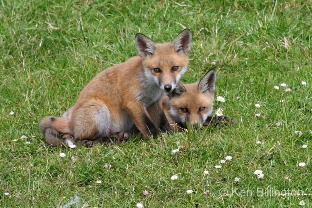 Red Fox Cubs Among the Daisies