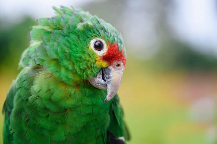 Red List update: parrots of the Americas in peril