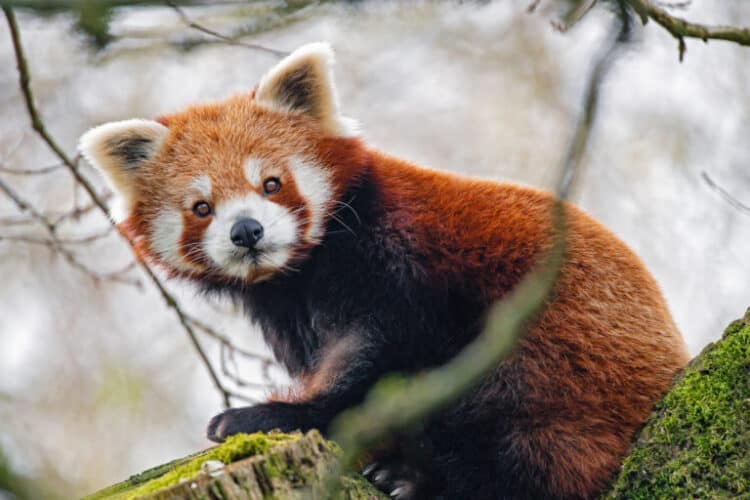 Red panda by Tambako The Jaguar via Flickr (CC BY-ND 2.0).
