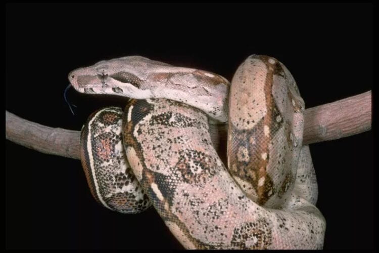 The patterned Columbian red-tailed boa constrictor, found in South America, is seen. The Miami-Dade Fire Rescue Department (MDFR) recently shared a stunning video of one of its officers handling a large boa constrictor in a residential neighborhood. AFP/GETTY IMAGES