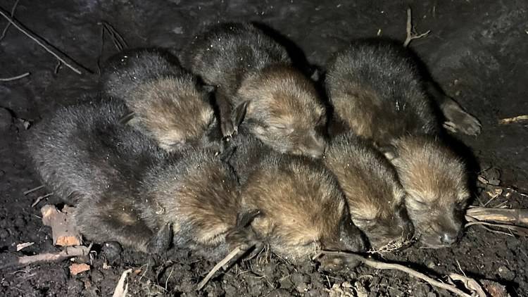 First wild-born litter of endangered red wolf pups since 2018 in North Carolina