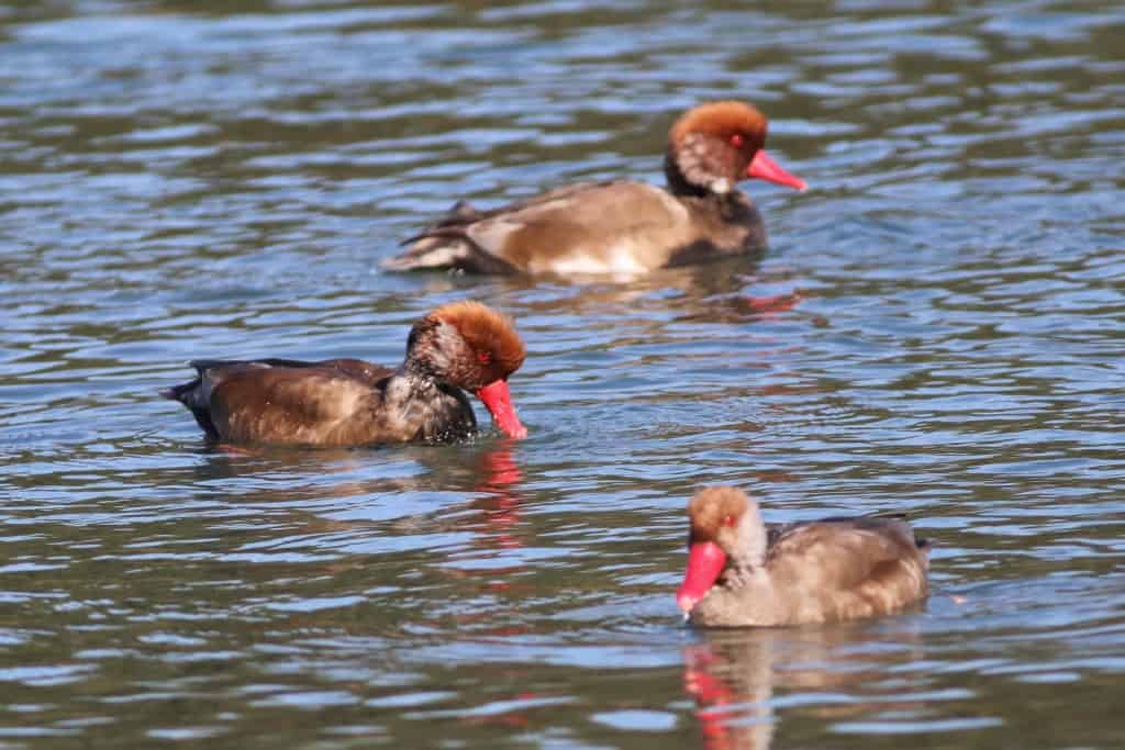 Red-crested Pochard Males