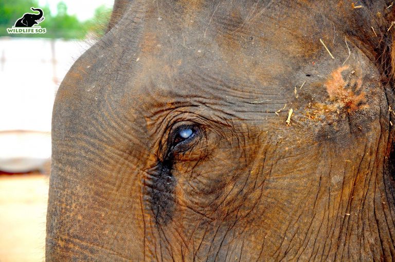 Refuse to Ride: How to Identify an Elephant in Distress