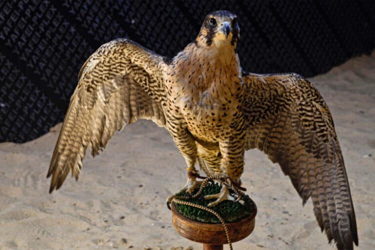 A rescued falcon, likely a peregrine (Falco peregrinus) or a captive-bred hybrid thereof, at the RSCN raptor rehabilitation center in Jordan in March 2022. Image by Lyse Mauvais for Mongabay.