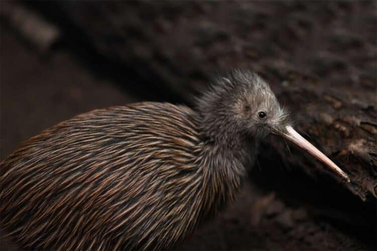 Researchers at U of T Scarborough say New Zealand's brown kiwi still shows signs of two massive volcanic eruptions that occurred 30,000 years ago, suggesting that genetic changes can happen in a geologic blink of an eye. Credit: Shutterstock