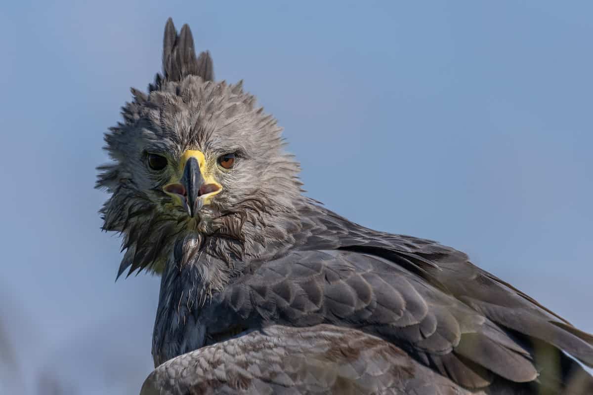 Researchers take up the cause of the mysterious and maligned Chaco eagle