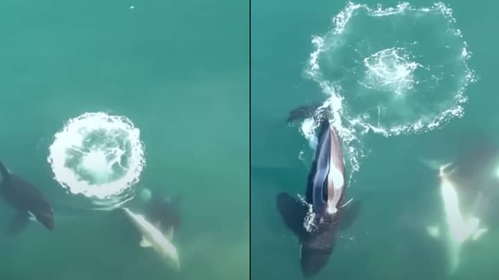 World’s first aerial footage of killer whales hunting and killing great white sharks is nature at its scariest
