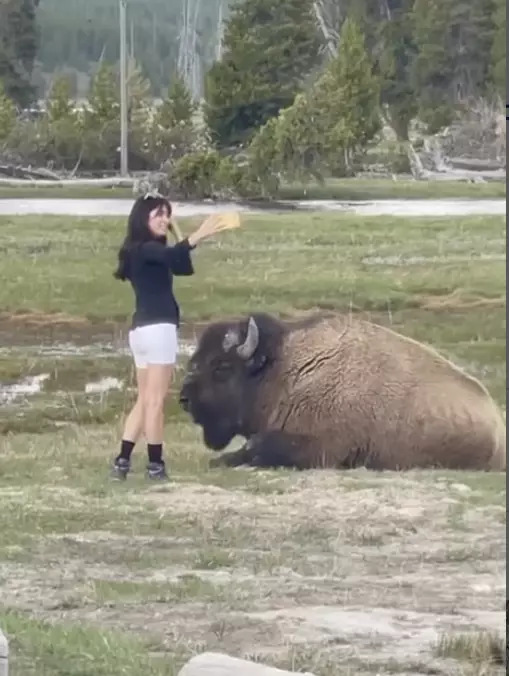 This woman tried to take a selfie with the dangerous animal. Credit: Instagram/@touronsofyellowstone