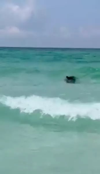 The bear frolicked in knee-deep waves. Credit: Facebook/Jennifer Majors Smith