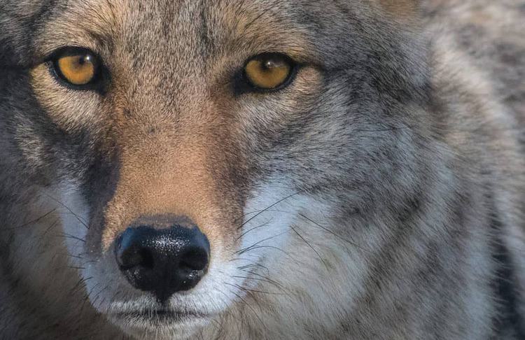 Results of the Best Photo of the Month February 2018