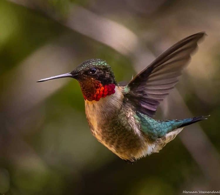 Results of the Best Photo of the Month June 2021