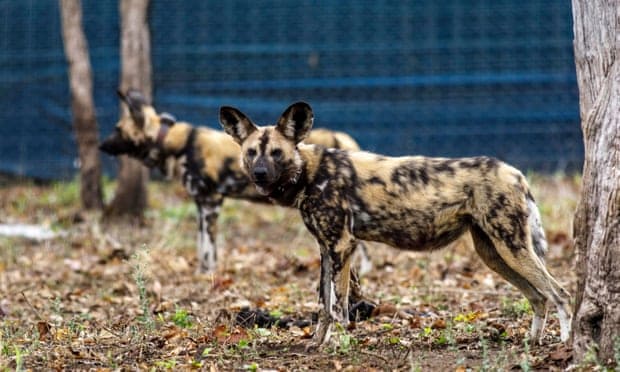 Return of the pack: African wild dogs’ epic journey to a new home in Malawi