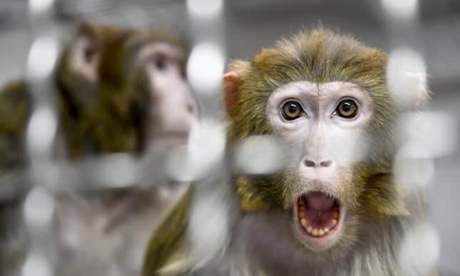 Revealed: all 27 monkeys held at Nasa research center killed on single day in 2019