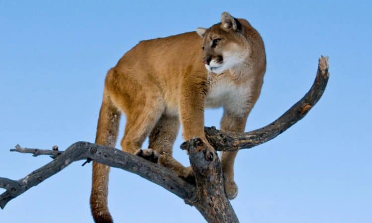 Revisions to the mountain lion hunting guidelines will allow more females with young to be slaughtered