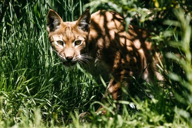 Rewilding: should we bring the lynx back to Britain?