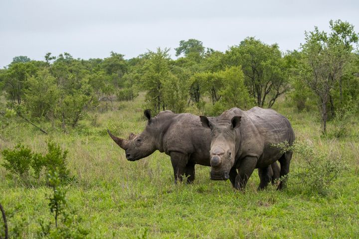 Rhinos Are Also Coronavirus Victims