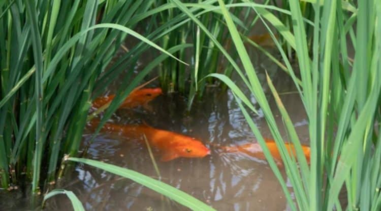 Pesticides can be eliminated by keeping aquatic animals in rice paddies