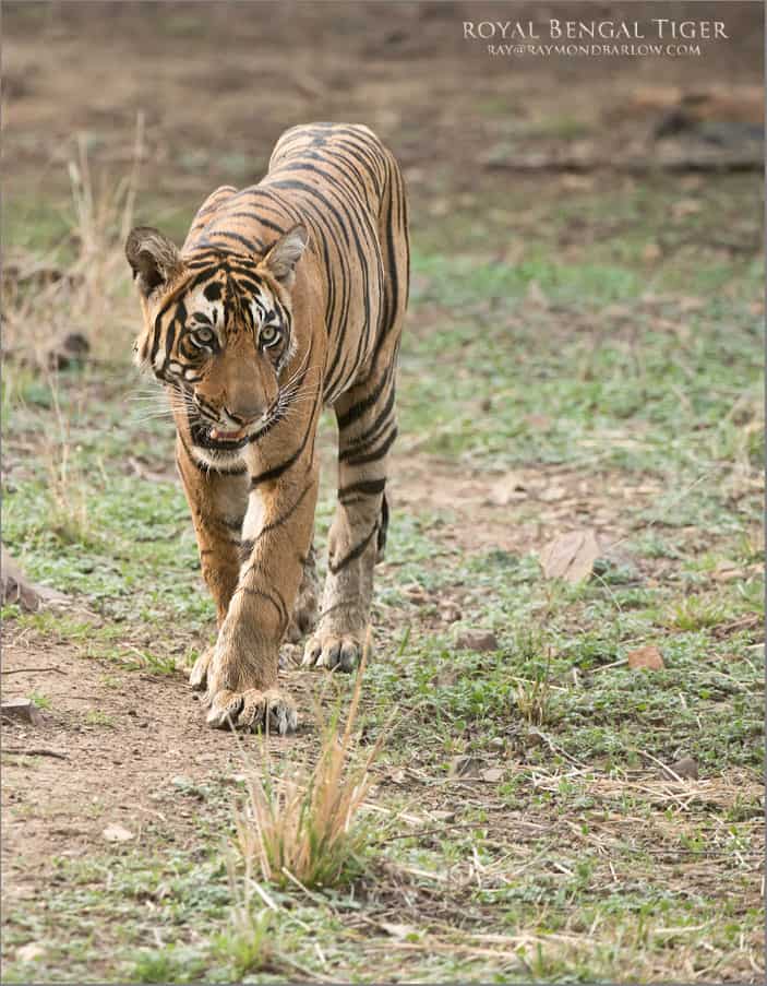 Royal Bengal Tiger Tours