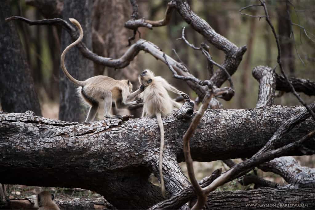 Gray Langur Monkeys in Battle