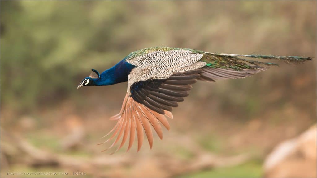Peafowl in India!