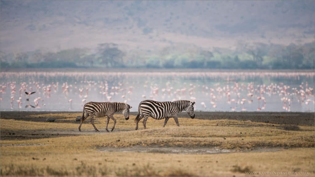 Zebra Family – Ngorogoro Crater