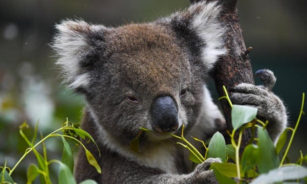 ‘Road to extinction’: koalas could soon be listed as endangered in swathes of eastern Australia