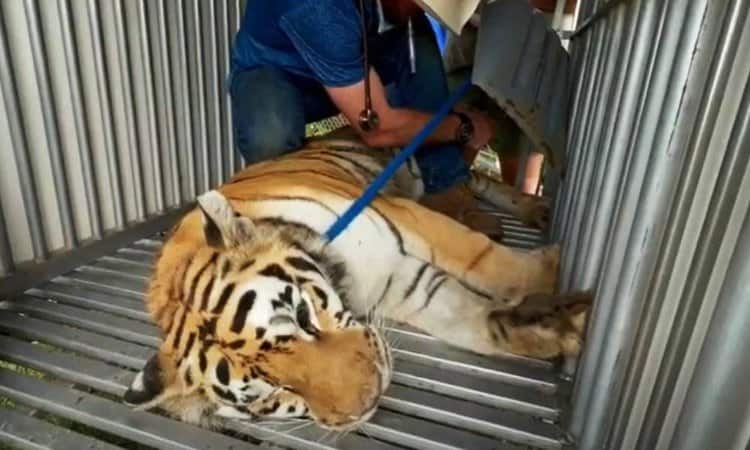 An Old Arthritic Lion and Three More Ailing Big Cats Get Rescued from an Abandoned Roadside Zoo