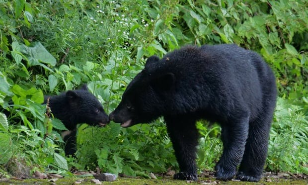 ‘Roar, roar, roar!’ Japan rolls out rock music against bear attacks