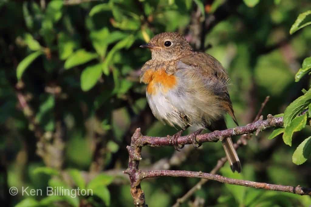 First Suit of Feathers – Juvenile Robin Erithacus rubecula