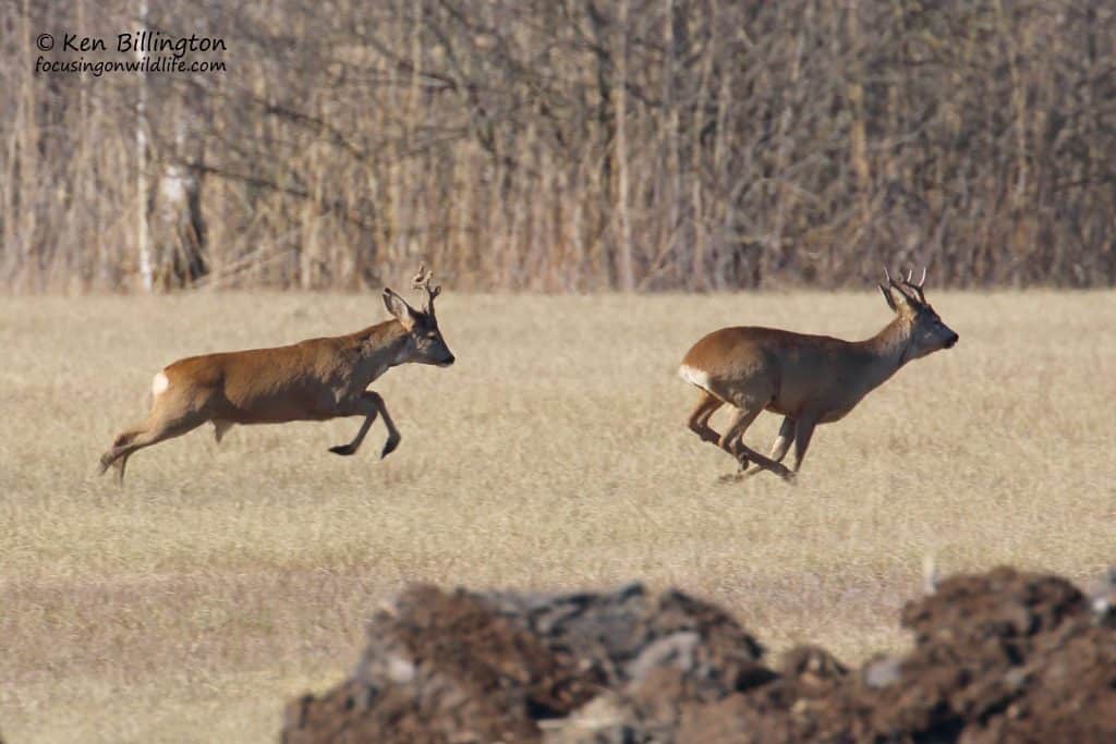 Roe Deer Jogging Along