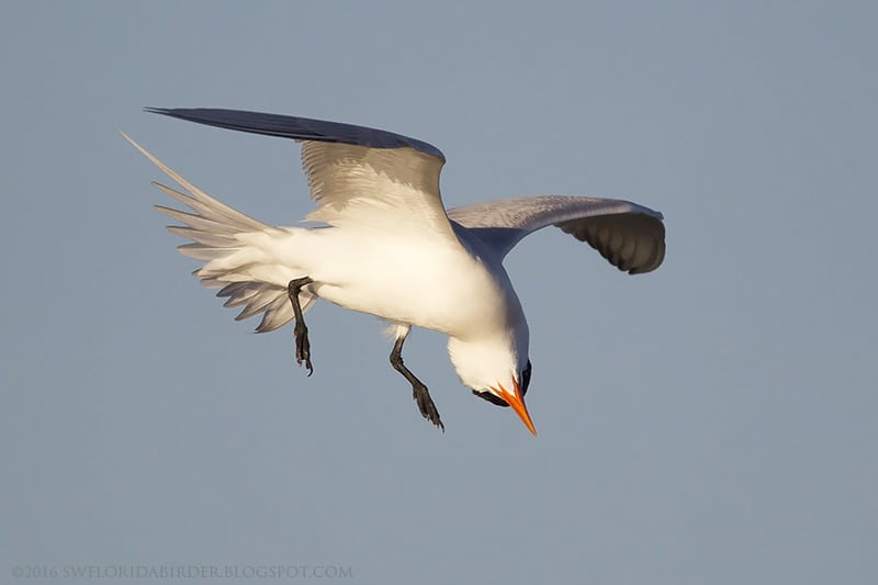 Royal Tern Flying Upside Down