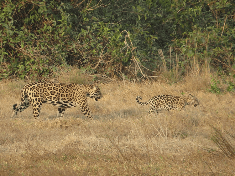 Panthera Study Reveals Flirting Tactics of Female Jaguars
