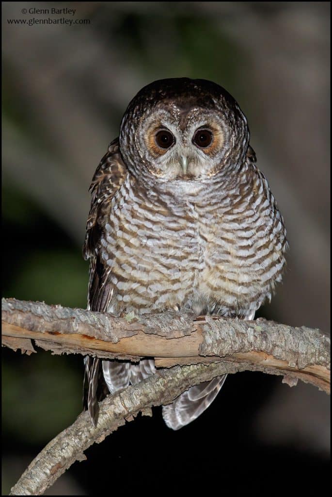 Rufous-legged Owl(Strix rufipes)