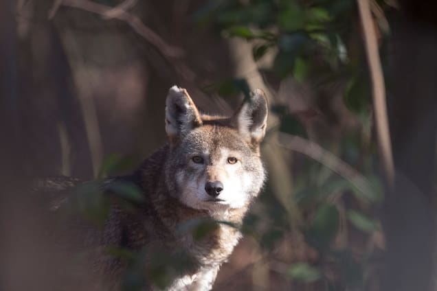 Rule to Allow Hunting Could Doom Rare Red Wolves