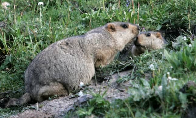 Russia cracks down on marmot hunting after suspected bubonic plague cases