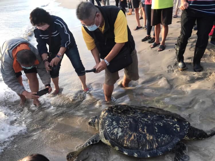 Five Turtles Were Released Back to the Ocean After Decades of Captivity