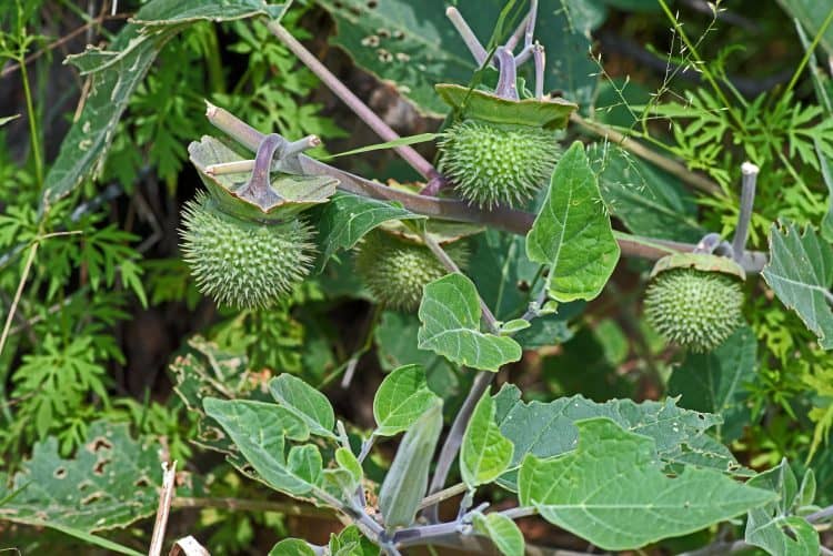 Sacred Datura Fruit Pod Aka Jimsonweed