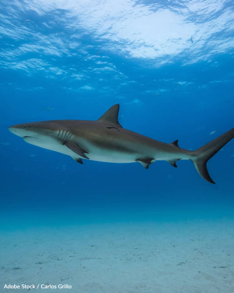 There is a one in 3,748,067 chance you could be attacked and killed by a shark. PHOTO: ADOBE STOCK / CARLOS GRILLO THERE IS A ONE IN 3,748,067 CHANCE YOU COULD BE ATTACKED AND KILLED BY A SHARK.
