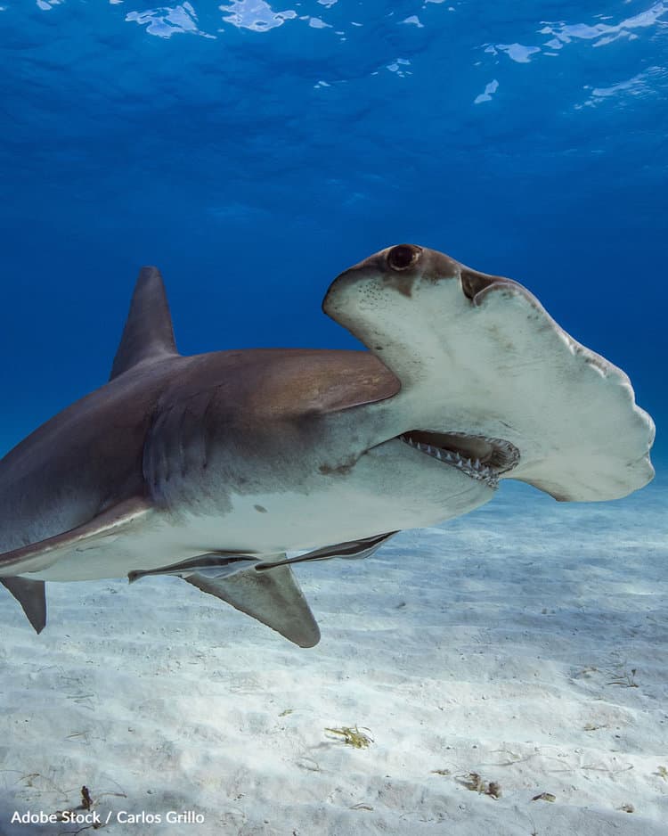 Wenn ein Hai einen Menschen angreift, ist der Hai entweder verwirrt oder neugierig. FOTO: ADOBE STOCK / CARLOS GRILLO