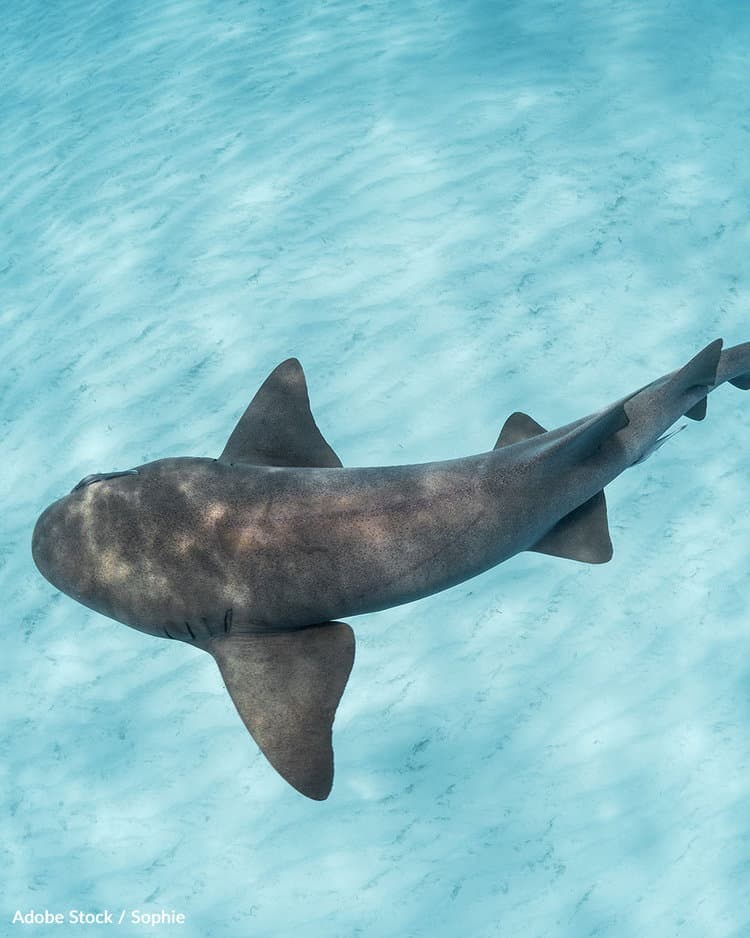 Obwohl Menschen jährlich ungefähr 100 Millionen Haie töten, töten Haie jedes Jahr nur fünf Menschen. FOTO: ADOBE STOCK / SOPHIE