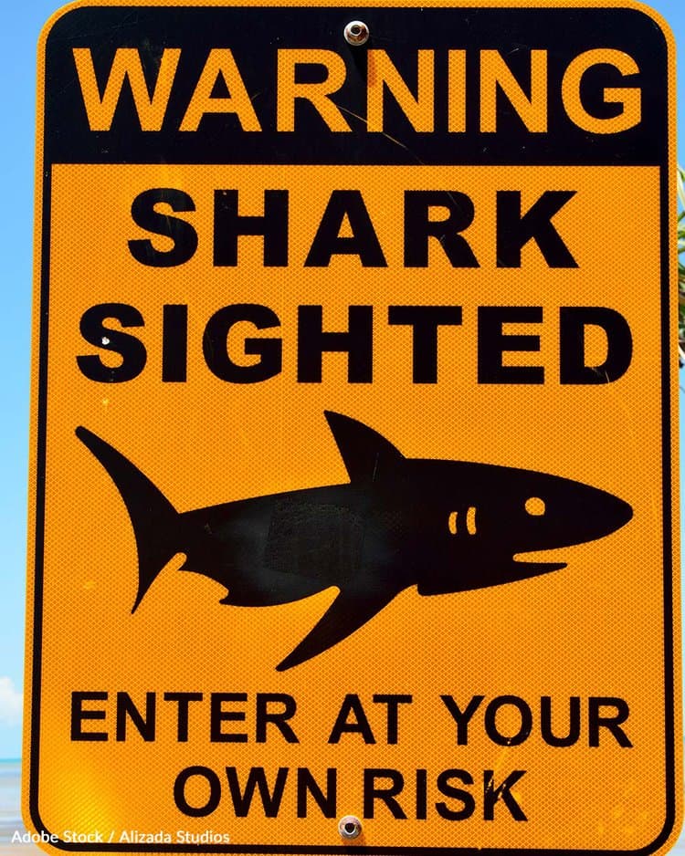 Anstatt Haie zu fürchten, können wir mehr über diese großartigen Fische erfahren und die Warnungen zum Schwimmen in Haigewässern beachten. FOTO: ADOBE STOCK / ALIZADA STUDIOS