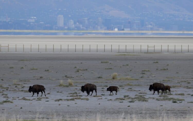 Bison walk along a section of the Great Salt Lake that used to be underwater, near Salt Lake City, Utah on Aug. 1, 2021. Justin Sullivan / Getty Images