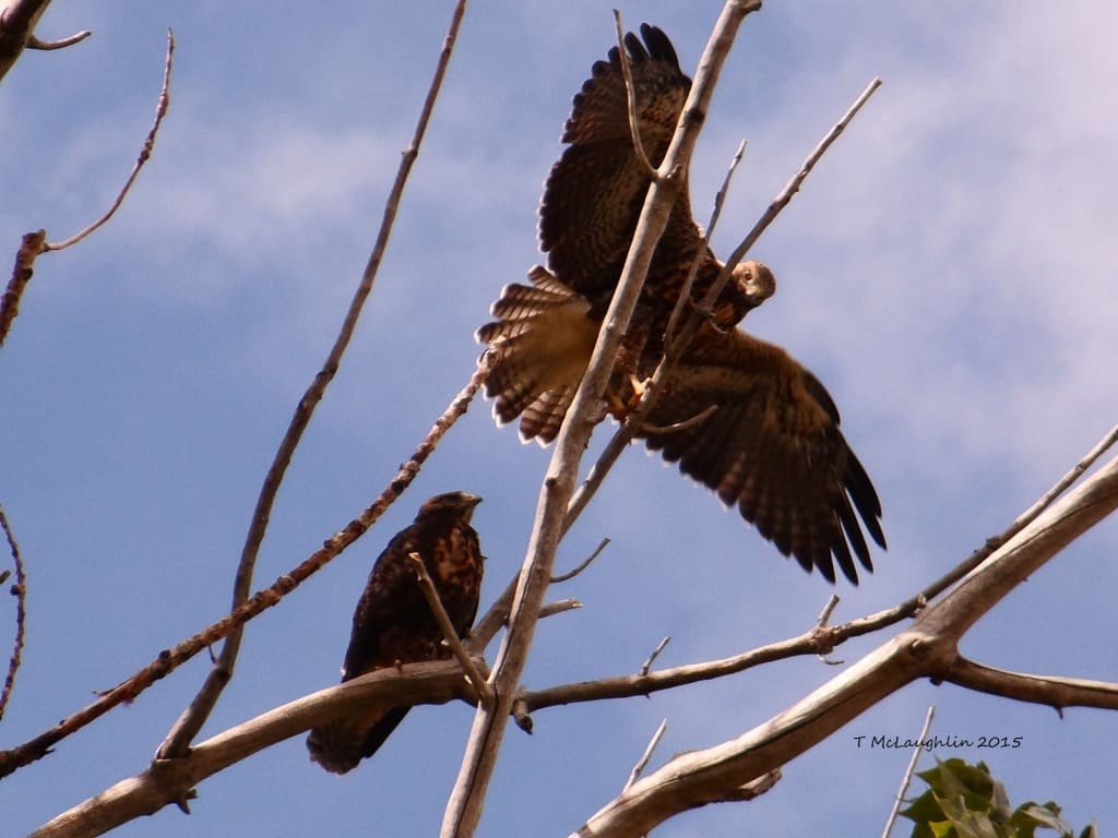 Juvenile Swainson Hawks