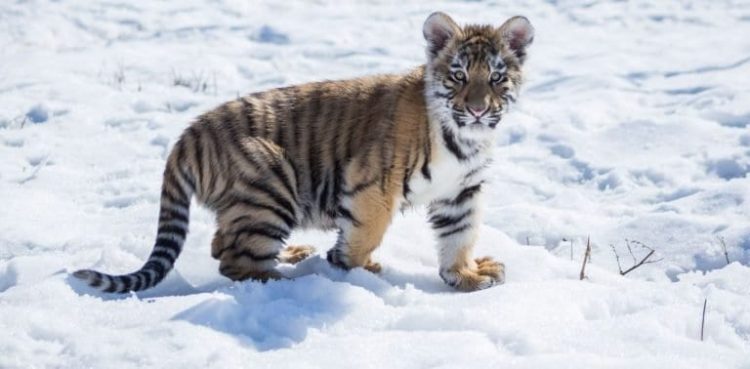 Sanctuary Rescues Pet Tigers, New Born Cub and Lions from Private Backyard After Owner Dies