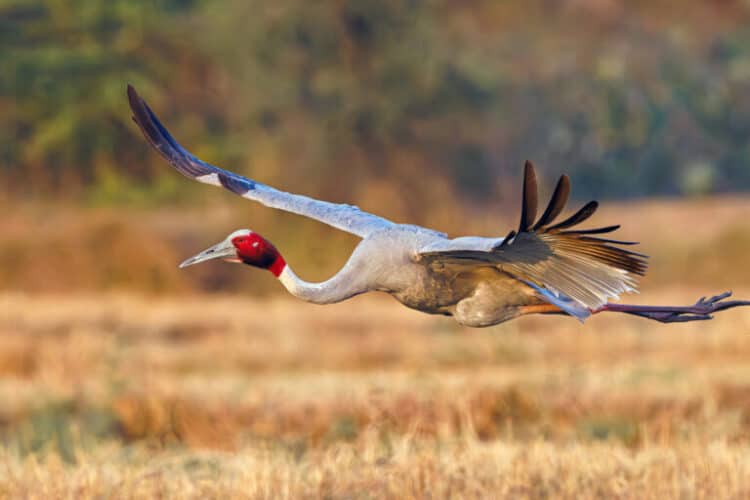 Has the Buddha’s legacy in Nepal helped save sarus cranes?