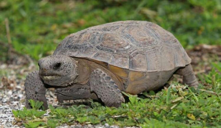Saving Florida's gopher tortoises: Group rescues reptiles from death by development