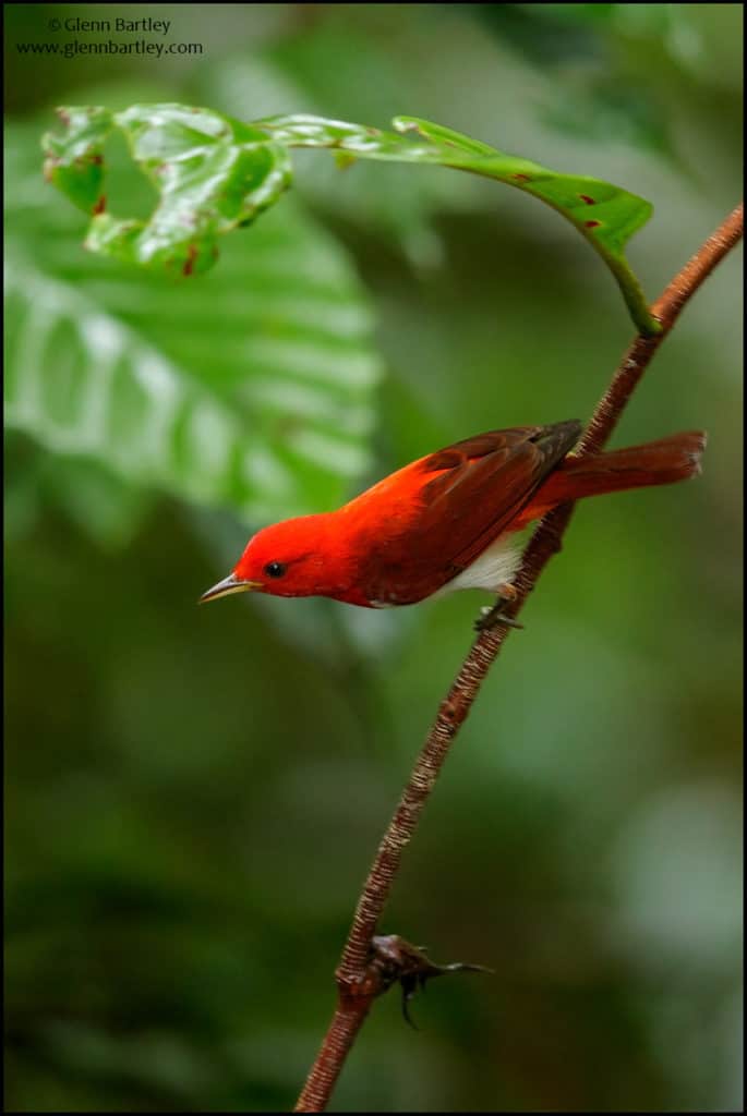 Scarlet and White Tanager (Chrysothlypis salmoni)