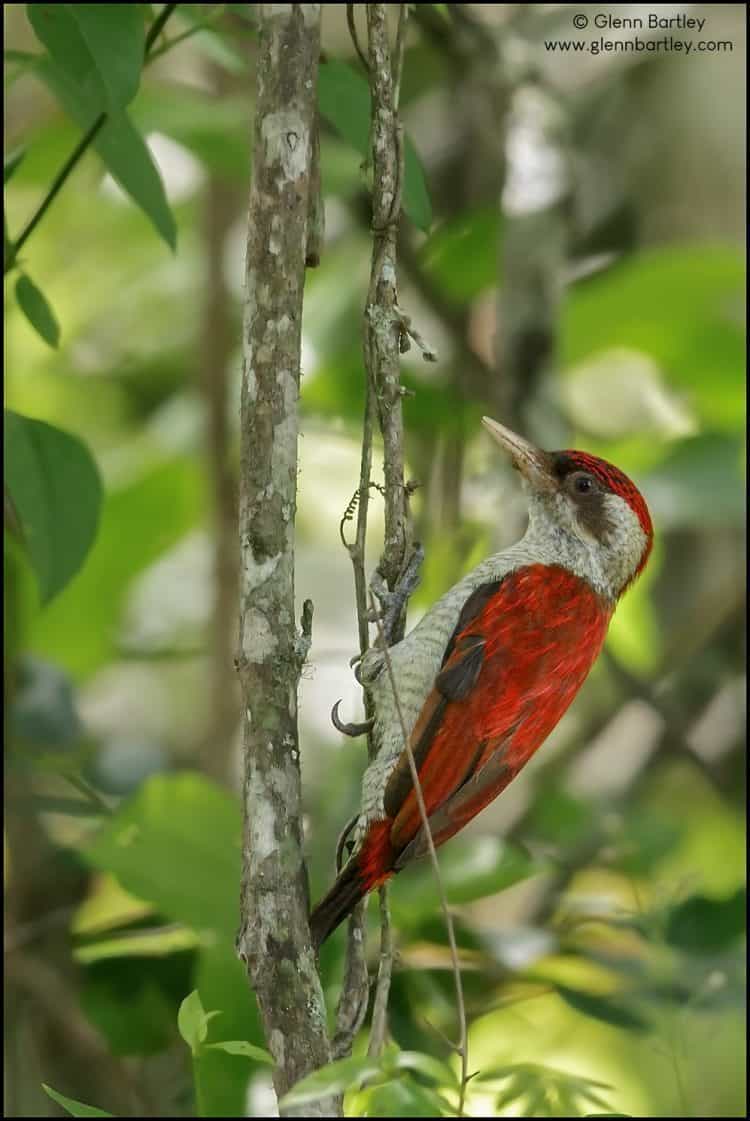 Scarlet-backed Woodpecker (Veniliornis callonotus)